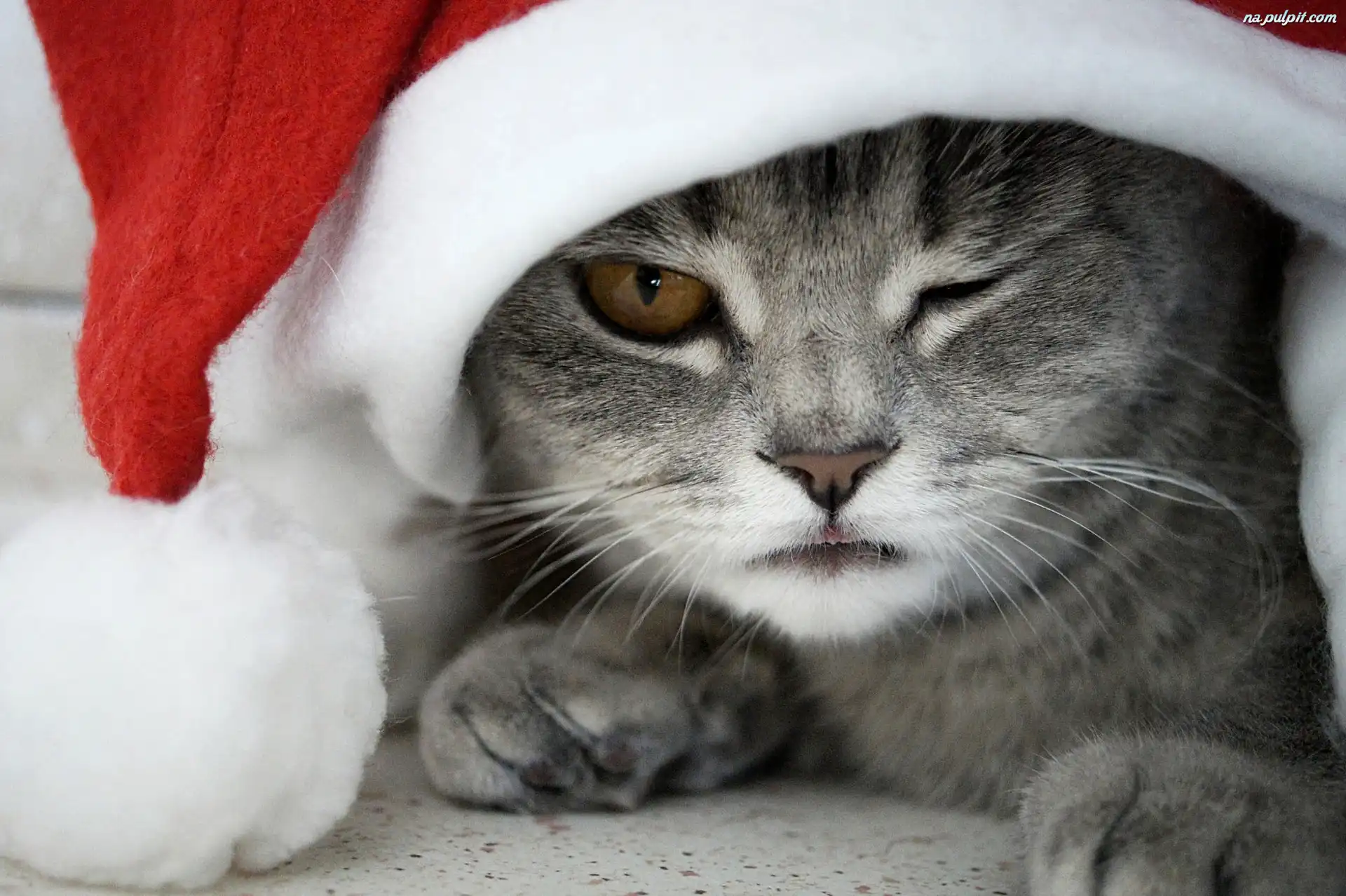 Uk Tv Adverts Animals Cats Uk Tv Adverts Animals Cats
